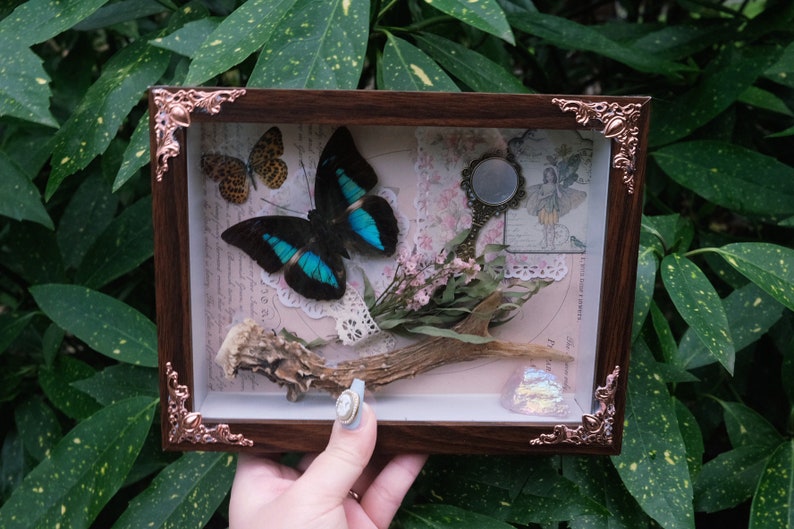 Moth& butterfly shadow box, cottagecore decor, fairycore, moth and butterfly, witchy art, magic, dry flowers image 1