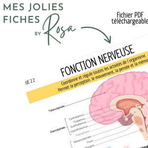 Può includere: Un grafico educativo PDF scaricabile con il titolo "FONCTION NERVEUSE" (Funzione Nervosa). Il grafico presenta un'illustrazione rosa del cervello con parti etichettate, tra cui il Télencéphale e il Diencéphale. Il testo in francese spiega le funzioni del cervello.