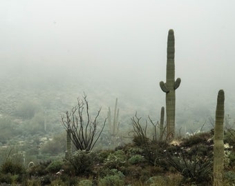 Foggy desert , Landscape, photography, wildlife, Arizona, print, canvas