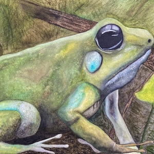 Poison dart frog original watercolor painting print