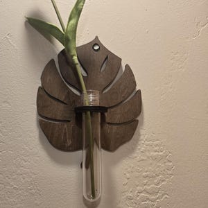 Propagation station wood monstera leaf