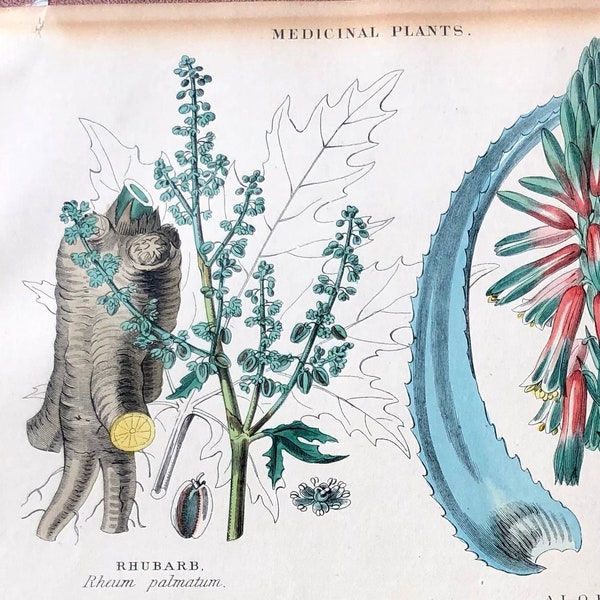 1857 BOTANICAL ILLUSTRATION. Hand Tinted Color Bookplate Illustration showing Medicinal Plants. Depicts Aloe, Rhubarb, Cajeput and Gentian.