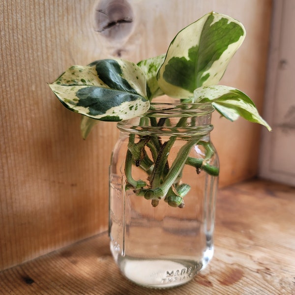 Miniature Mason Jar Propagation Bottle, Water Propagation Jar, Rooting Bottle, Miniature Ball Jar Flower Vase