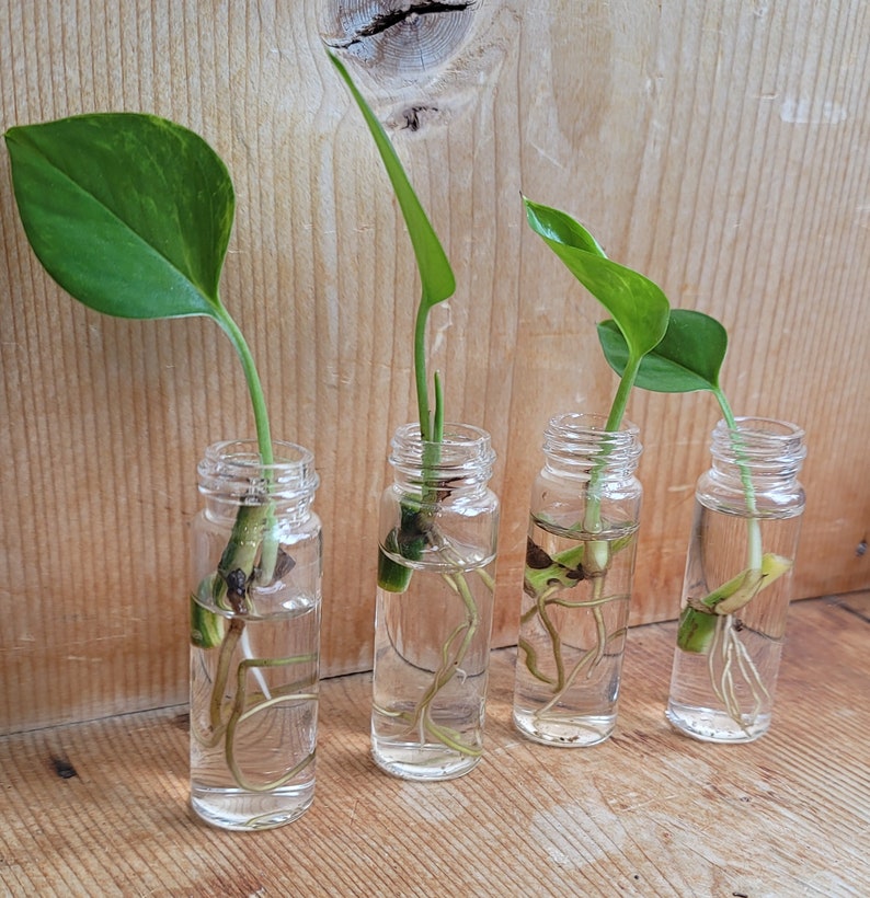 Miniature Glass Propagation Bottles Prop Jars Etsy