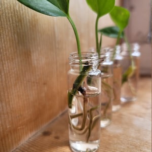 Miniature Glass Propagation Bottles, Prop Jars, Glass Propagation Vials, Plant Gift, Gardening Gift, Gift for Mom