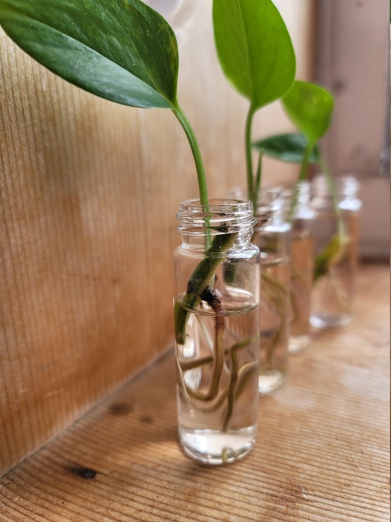 Miniature Glass Propagation Bottles Etsy
