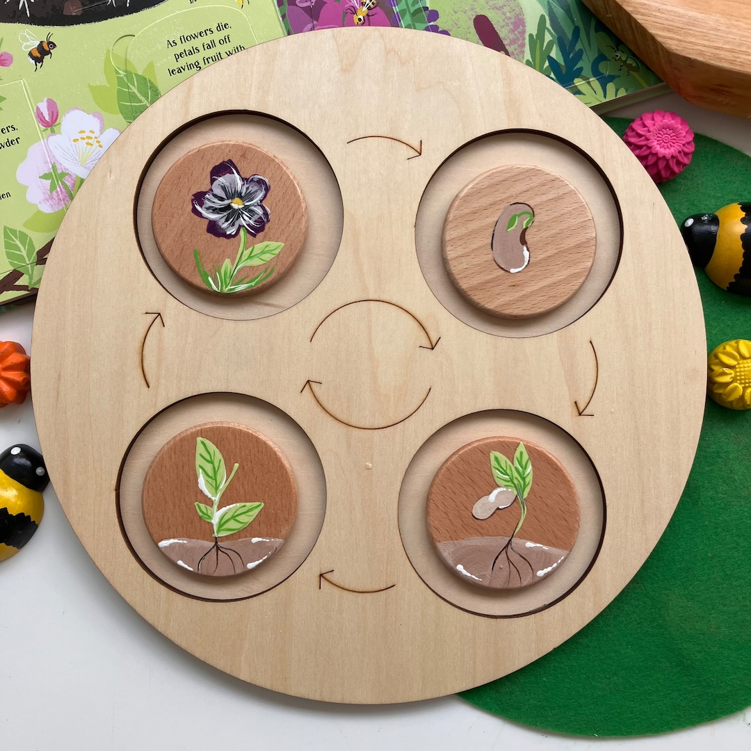 Life Cycle of a Flower/eyfs Learning/spring/pansy Lifecycle Etsy