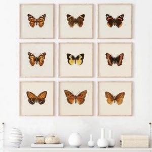 Vintage Butterfly Prints: Set of 9 Square Art Digital Download, 8x8 10x10 12x12 inch