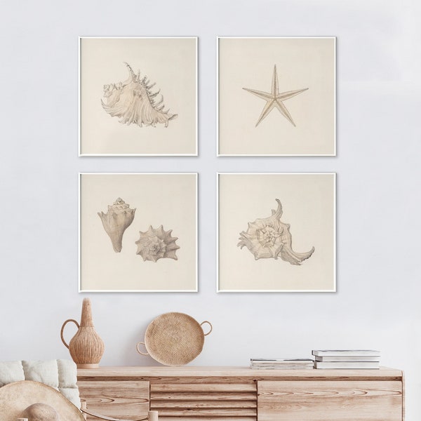 Vintage Sea Shells Set of 4 Poster Prints, Printable Wall Art by Julie de Graag | Digital Art Download | 8x8 10x10 12x12 Square Art Print