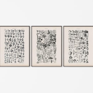 Puede incluir: Tres ilustraciones vintage en blanco y negro de diversas formas de vida marina, incluyendo conchas, corales y algas. Las ilustraciones están enmarcadas en marcos negros y están colgadas en una pared blanca.