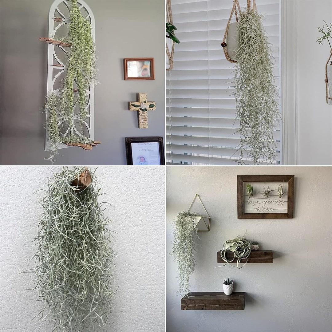 Spanish Moss for Potted Plants Artificial Hanging Moss Etsy