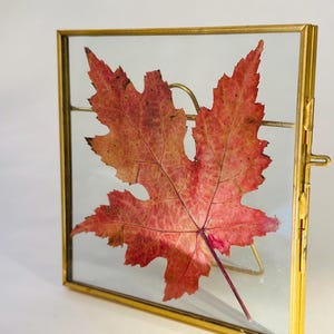 May include: A framed pressed red maple leaf with a gold-colored metal frame. The leaf is centered in the frame, showcasing its intricate veins and autumnal colors. The frame has a simple, elegant design, with a clasp on the side.
