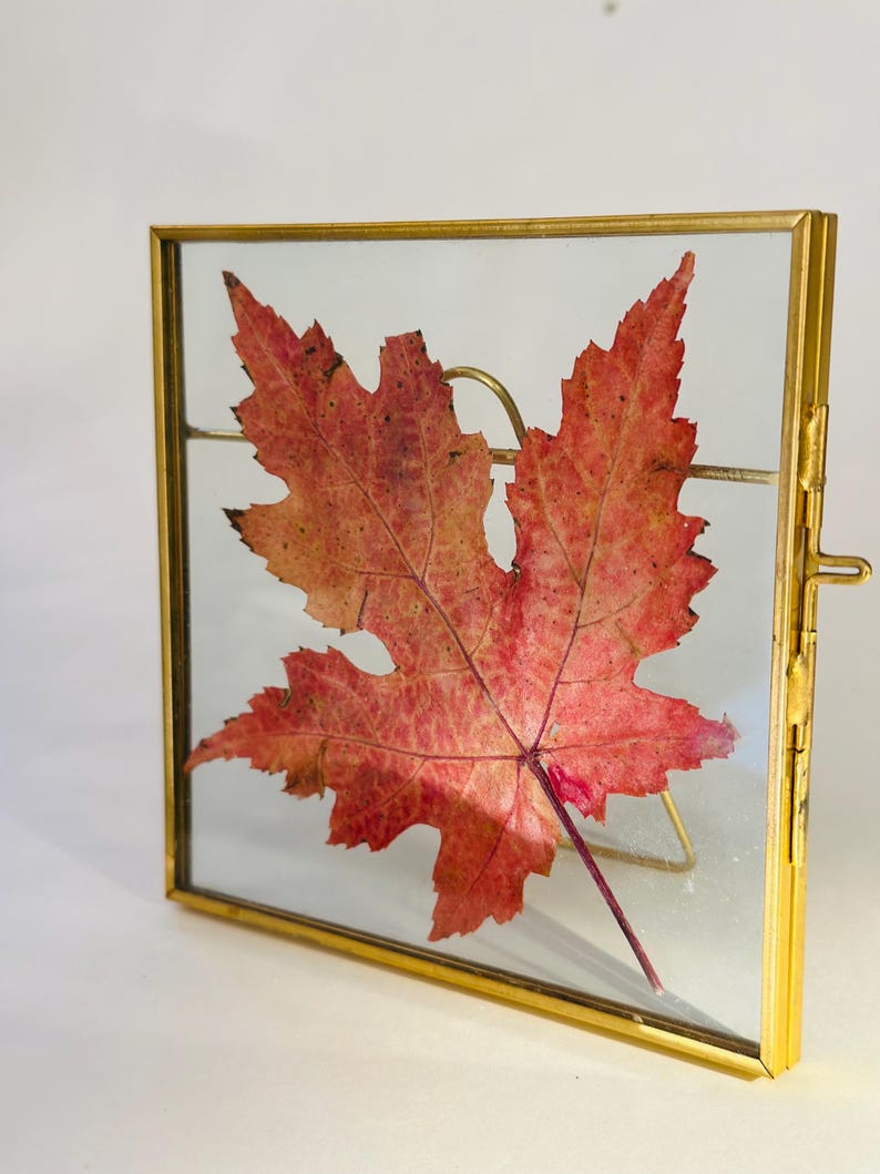 以下が含まれることがあります： 金色の金属フレームに入った、プレスされた赤いカエデの葉。 葉はフレームの中央に配置され、その複雑な葉脈と秋の色合いを示しています。 フレームはシンプルなデザインで、側面に留め金が付いています。 サイズ：約15cm x 15cm。