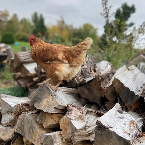 Pu&ograve; includere: Una gallina marrone appollaiata su una pila di legna da ardere impilata. La gallina &egrave; rivolta di spalle alla telecamera, con la testa girata di lato. La legna da ardere &egrave; impilata in modo disordinato, con alcuni pezzi impilati verticalmente e altri orizzontalmente.