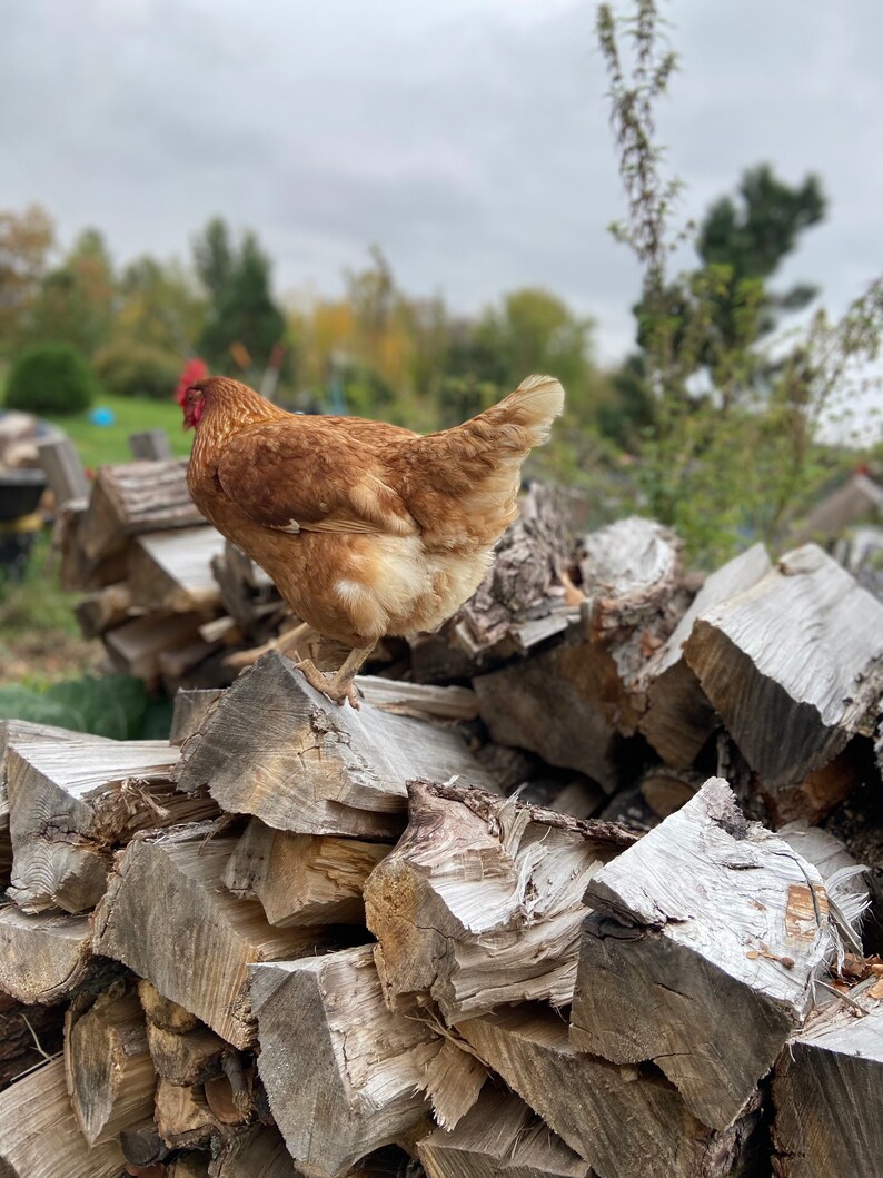 Pu&ograve; includere: Una gallina marrone appollaiata su una pila di legna da ardere impilata. La gallina &egrave; rivolta di spalle alla telecamera, con la testa girata di lato. La legna da ardere &egrave; impilata in modo disordinato, con alcuni pezzi impilati verticalmente e altri orizzontalmente.