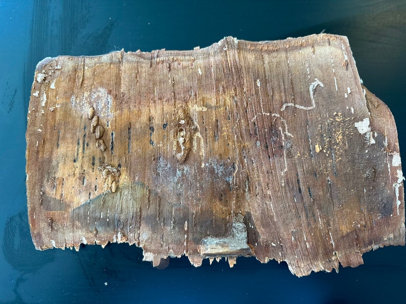 Real White Birch Bark, Birch Bark Sheets, Approximately 13 Inches Long