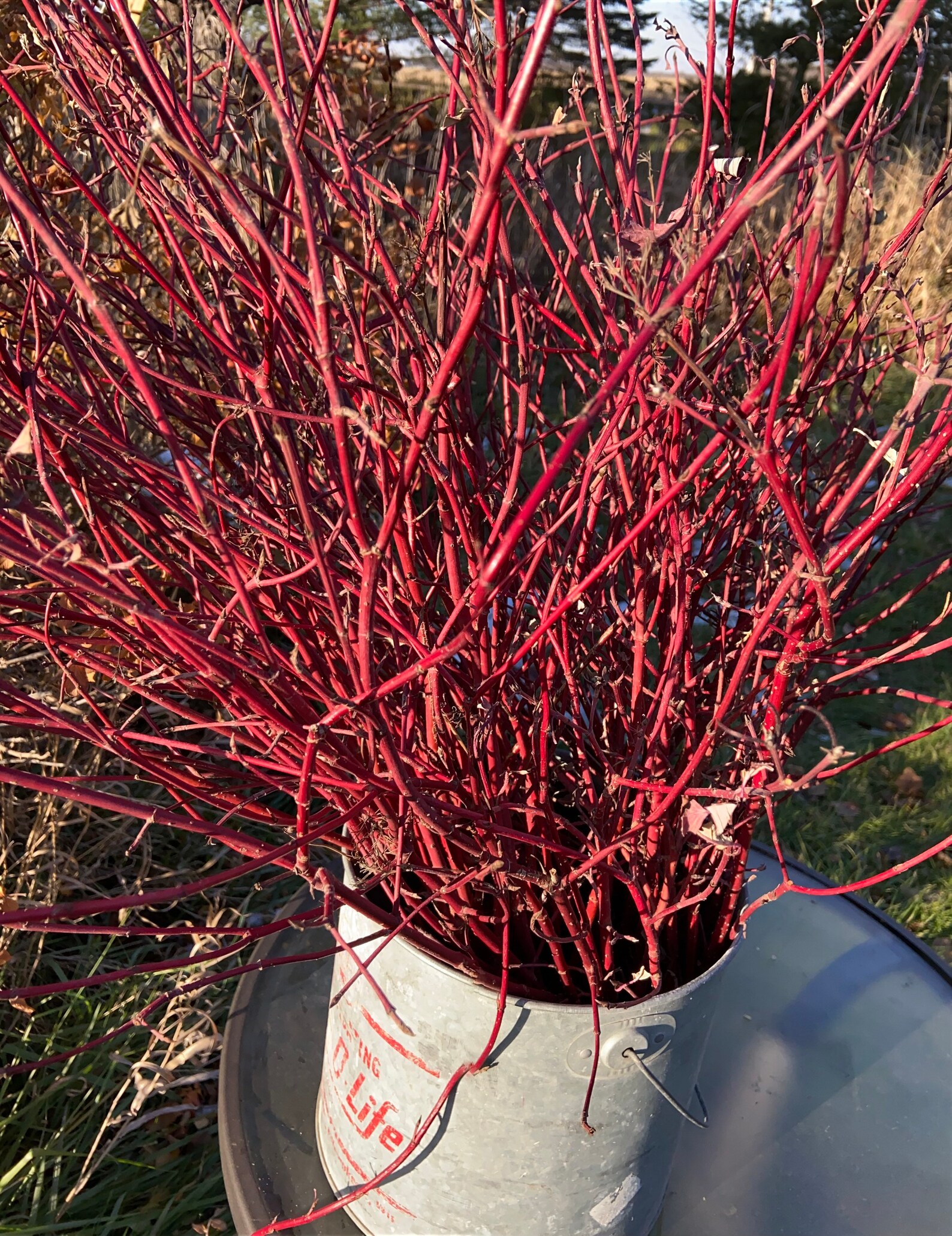 Red Dogwood Branches 35 Pcs 2226 Long Decorative Sticks Etsy UK