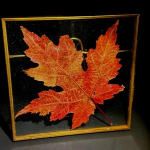 Pressed Maple Leaf Float Frame, Fall Home Decor, Glass Art 4.25”x4.25” 画像 6