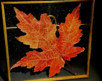 Pressed Maple Leaf Float Frame, Fall Home Decor, Glass Art 4.25”x4.25”