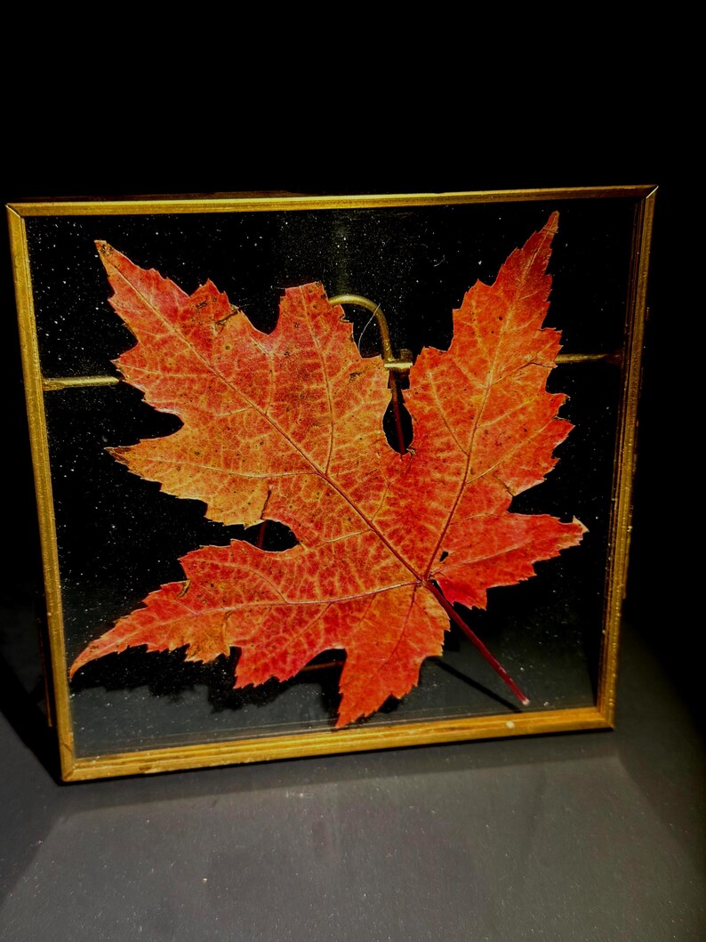 Pressed Maple Leaf Float Frame, Fall Home Decor, Glass Art 4.25”x4.25” 画像 6