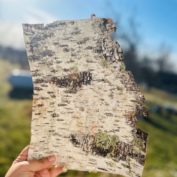 Birch Bark Sheets - Etsy