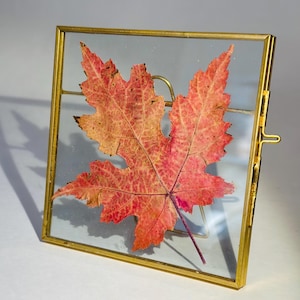 Pressed Maple Leaf Float Frame, Fall Home Decor, Glass Art 4.25”x4.25” 画像 2