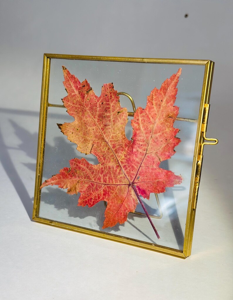 Pressed Maple Leaf Float Frame, Fall Home Decor, Glass Art 4.25”x4.25” 画像 2