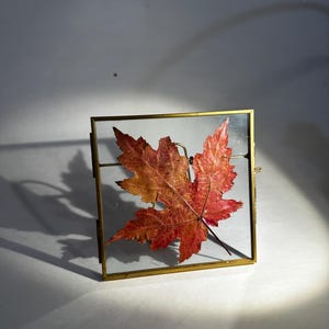 以下が含まれることがあります： 赤とオレンジの色合いの押し葉が、金色の金属の縁が付いた、小さな正方形のガラス張りのフレームに飾られています。葉の複雑な葉脈が見え、フレームはわずかに傾いています。