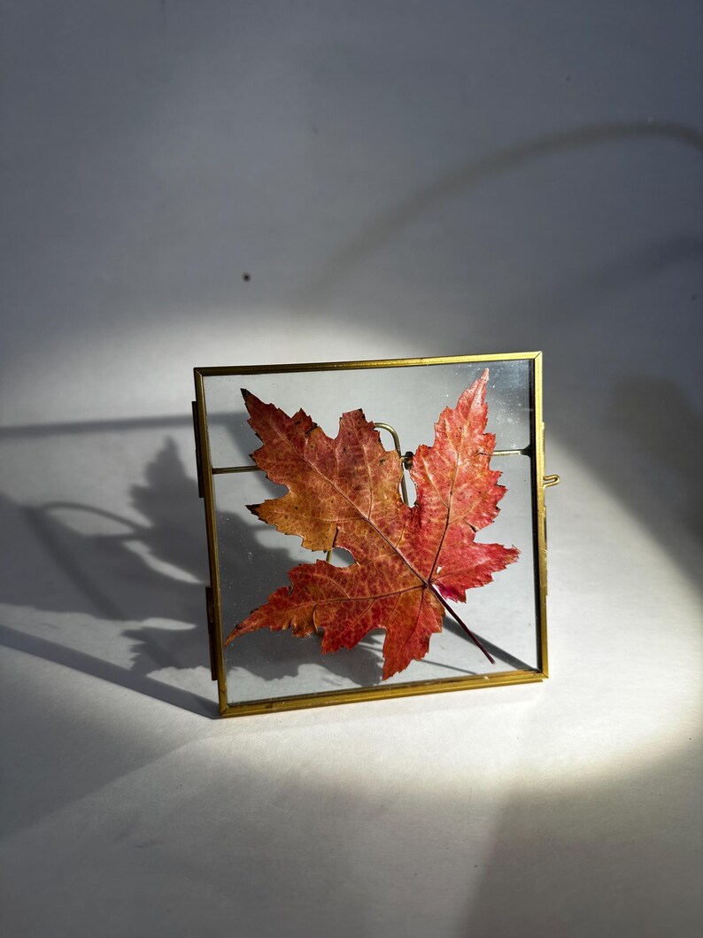 以下が含まれることがあります： 赤とオレンジの色合いの押し葉が、金色の金属の縁が付いた、小さな正方形のガラス張りのフレームに飾られています。葉の複雑な葉脈が見え、フレームはわずかに傾いています。
