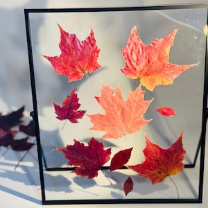 May include: A square black metal frame containing multiple pressed maple leaves in shades of red, orange, and deep crimson. The leaves are arranged between two clear glass panes, creating a floating effect with visible veins and textures.