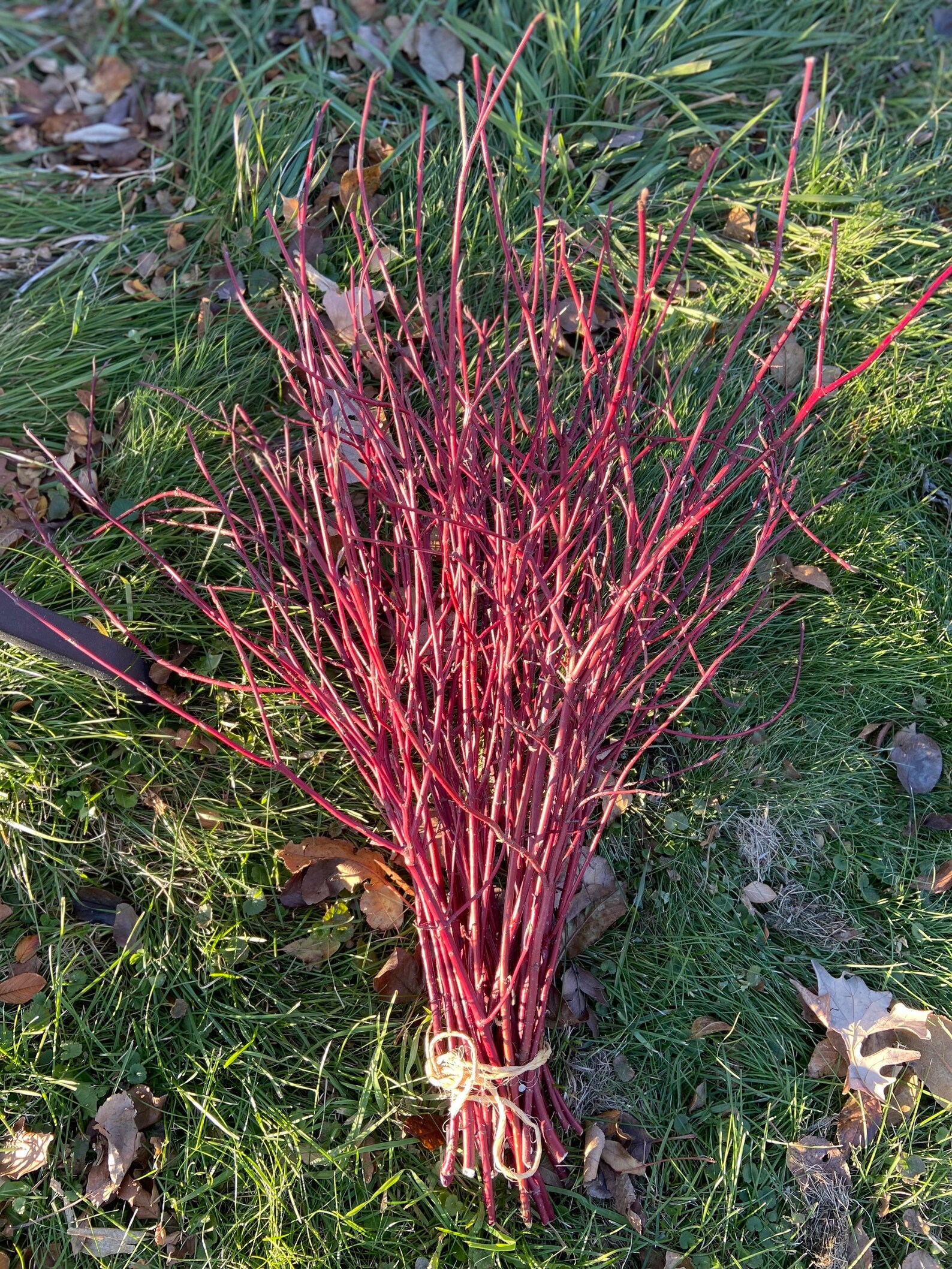 Red Dogwood Branches 35 Pcs 2226 Long Decorative Sticks Etsy UK
