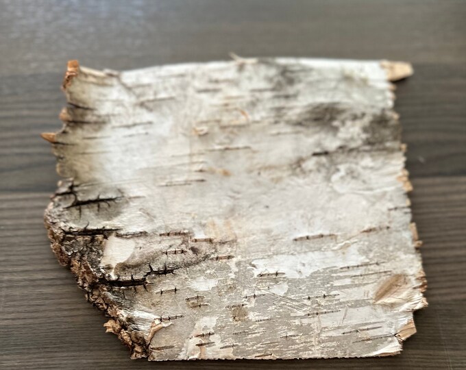 Real White Birch Bark Birch Bark Sheets Approximately 7 Etsy