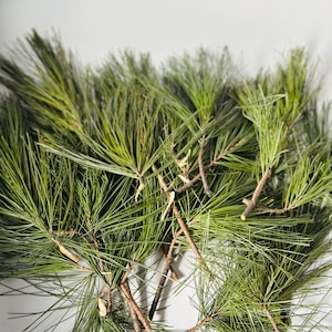 May include: Close-up of several green pine branches with long, thin needles. The branches have brown stems and are arranged against a white background. The needles are a vibrant green color.