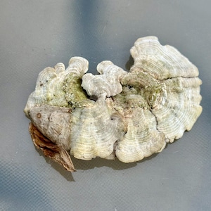 May include: A dried, fan-shaped mushroom with a layered, textured appearance. The mushroom displays a mix of off-white, tan, and green hues, with a small, dried leaf attached. The overall shape is irregular, with a natural, organic aesthetic.