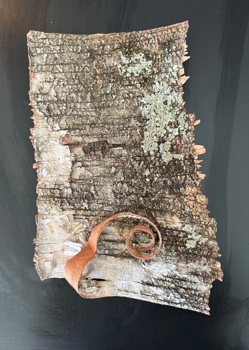 Real White Birch Bark Birch Bark Sheets Approximately 13 Etsy