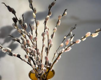 Fresh Cut Pussy Willow Branches, Spring Easter decoration, 15''Long Real Pussy Willow 15 Stems