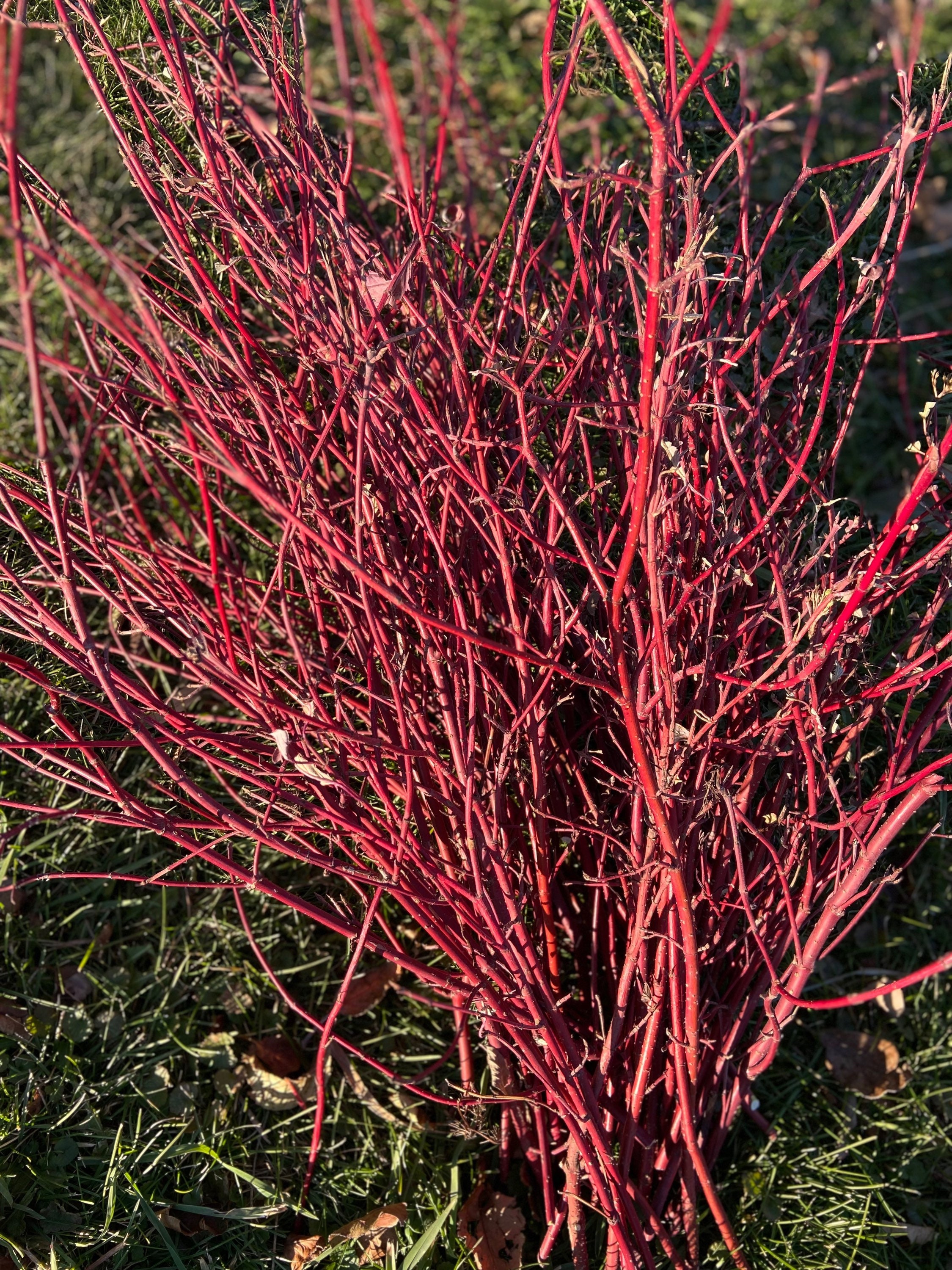 Red Dogwood Branches 35 Pcs 2226 Long Decorative Sticks Etsy UK