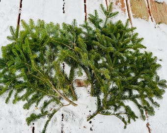 5 Balsam Fir Branch Tips, Fresh Cut Evergreen, Holiday Decoration