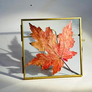 以下が含まれることがあります： 鮮やかな赤とオレンジ色の押し葉が、小さく正方形のガラスと真鍮のフレームに飾られています。 フレームは蝶番で開閉し、シンプルでエレガントなデザインで、植物画や押し花を飾るのに最適です。