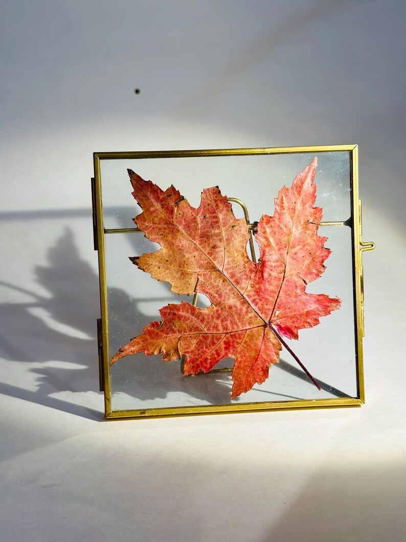 以下が含まれることがあります： 鮮やかな赤とオレンジ色の押し葉が、小さく正方形のガラスと真鍮のフレームに飾られています。 フレームは蝶番で開閉し、シンプルでエレガントなデザインで、植物画や押し花を飾るのに最適です。