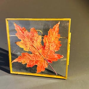 Pressed Maple Leaf Float Frame, Fall Home Decor, Glass Art 4.25”x4.25” 画像 5