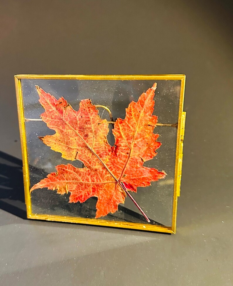 Pressed Maple Leaf Float Frame, Fall Home Decor, Glass Art 4.25”x4.25” 画像 5