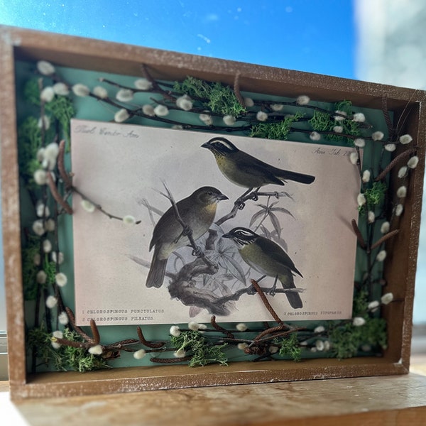 Rustic Bird Wall Art Picture, Decorated with Real Pussy Willow, Birch Branches, and Dry Moss. 11.5 by 8.5 inches.