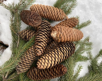 Norway Spruce Pinecones: Natural Holiday Decor, Crafting Supplies - 10 Piece Lot