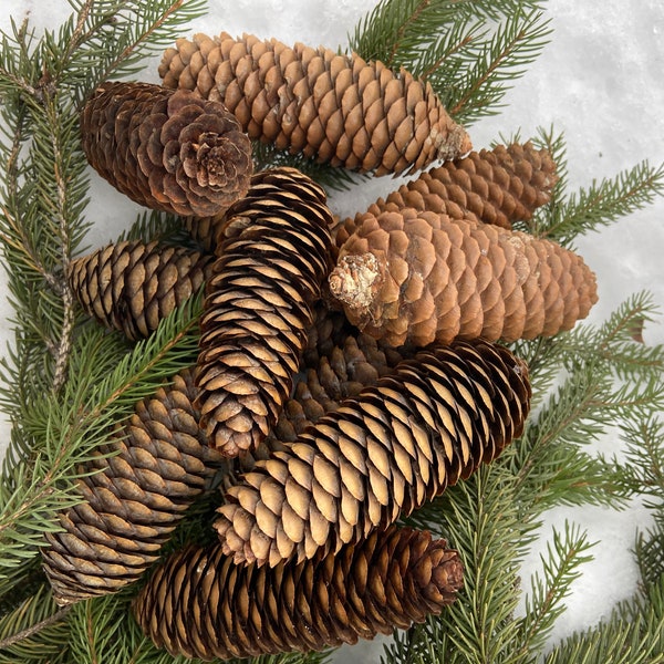 Norway spruce pine cones. Will make a nice Christmas decor. Lot of 10 beautiful cones
