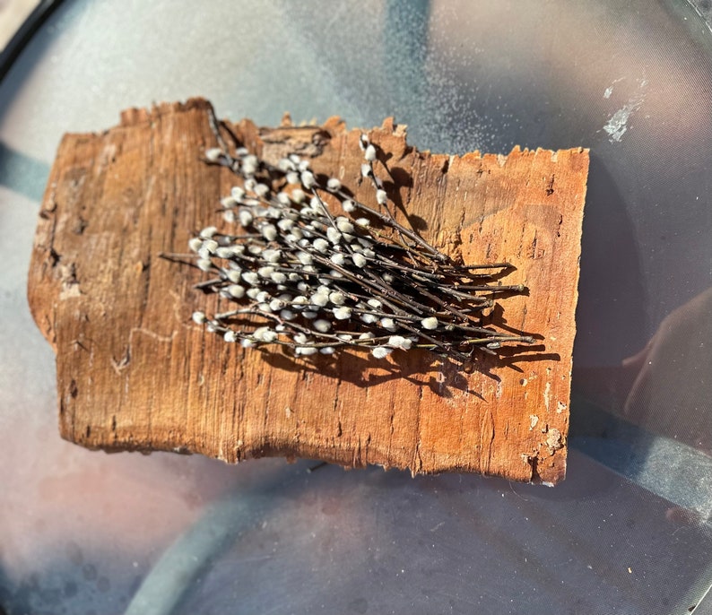 Real White Birch Bark Birch Bark Sheets Approximately 13 Etsy