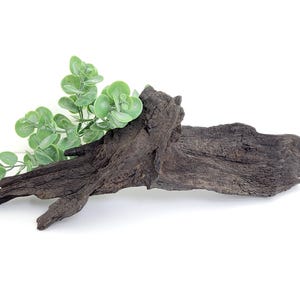 Organic Irish Bog Oak Root Piece, Natural Wood Decor, Aquarium, Terrarium or Crafts