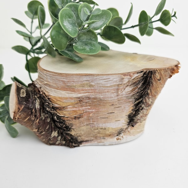 Souche de bouleau naturel - Petite bûche de bois brut - Souche décorative en bois naturel