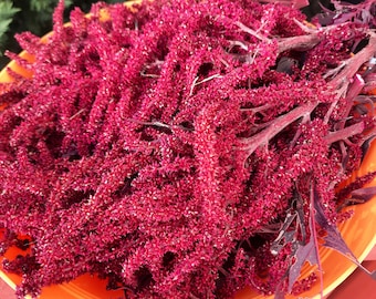 Hopi Red Dye Amaranth Seeds