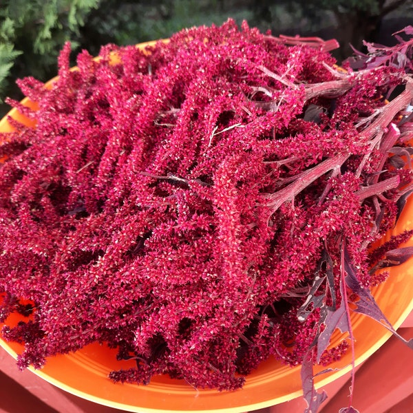 Hopi Red Dye Amaranth Seeds